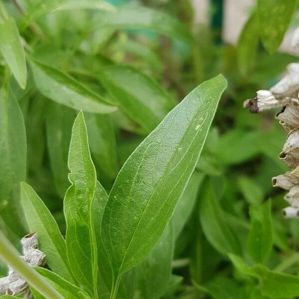 Salvia farinacea ഇല