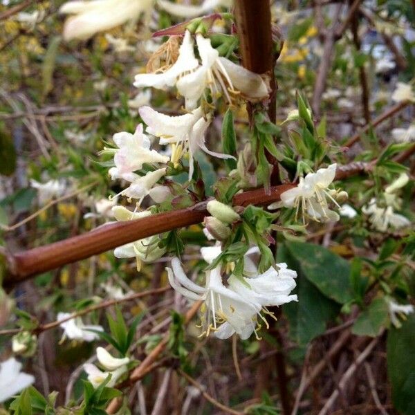 Lonicera fragrantissima Blomst