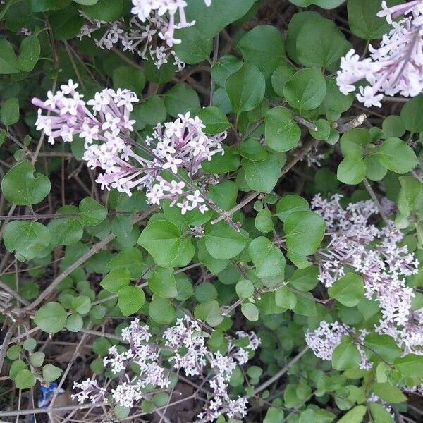 Syringa pubescens ᱮᱴᱟᱜ