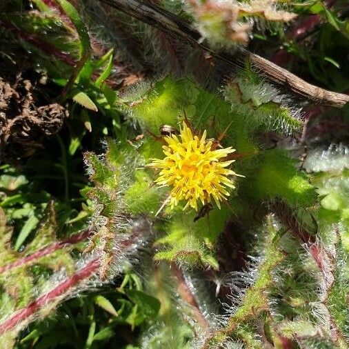 Centaurea benedicta Blomst