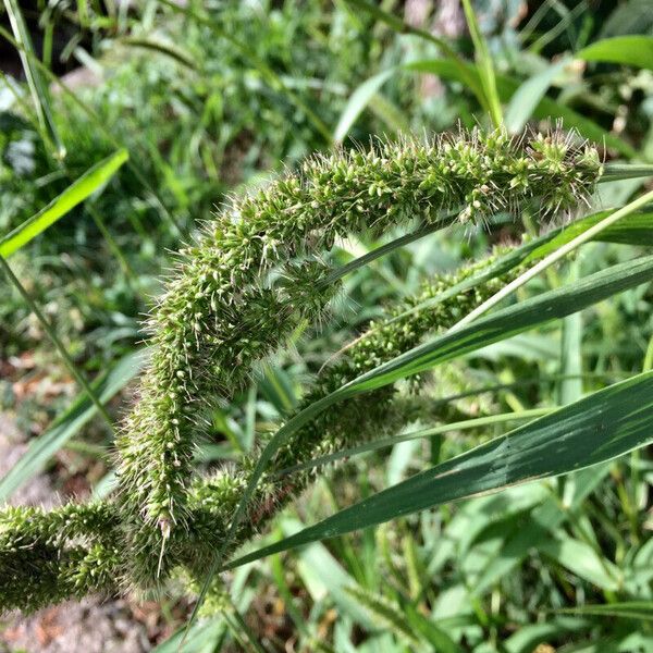 Setaria verticillata 果