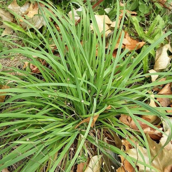 Sisyrinchium angustifolium Leaf