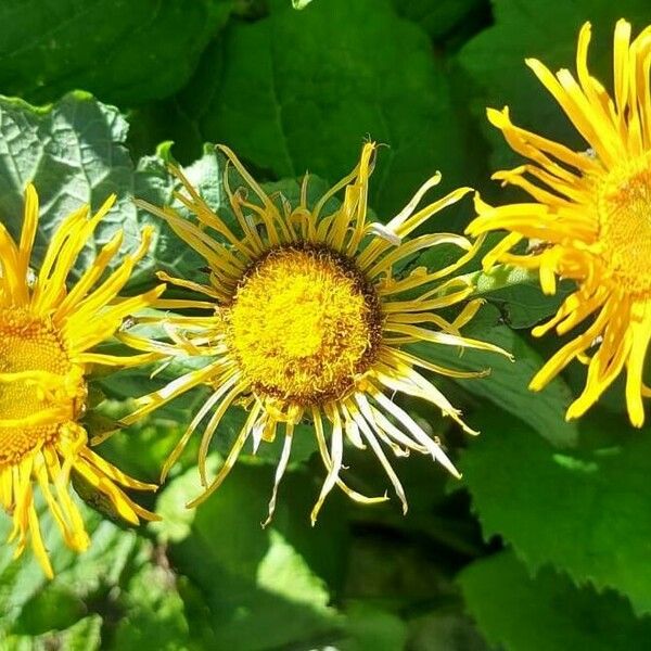 Inula helenium Kvet