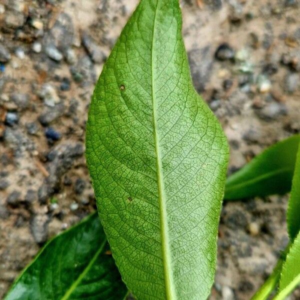 Salix pentandra Leaf