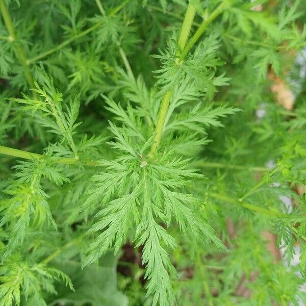 Artemisia annua Листок