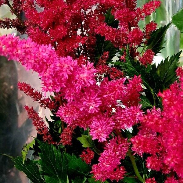 Astilbe japonica Sonstige