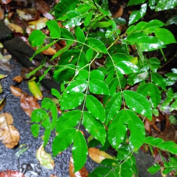 Barnebydendron riedelii Leht