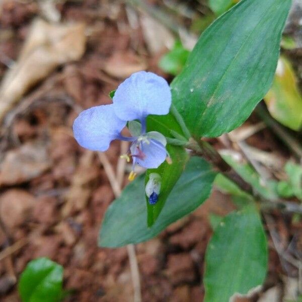 Commelina diffusa Květ