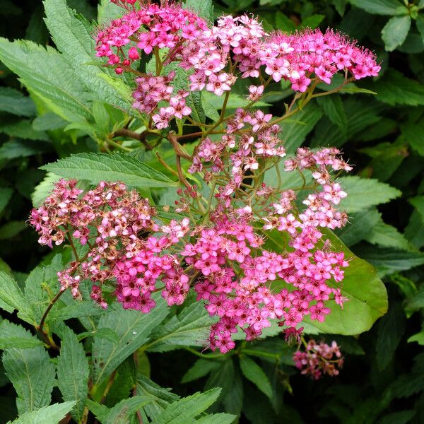 Spiraea japonica 葉