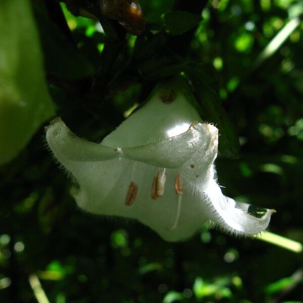 Acanthopale decempedalis Цветок