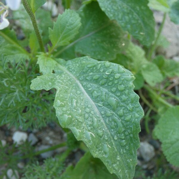 Diplotaxis erucoides Liść