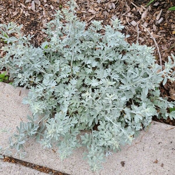 Artemisia stelleriana Blad