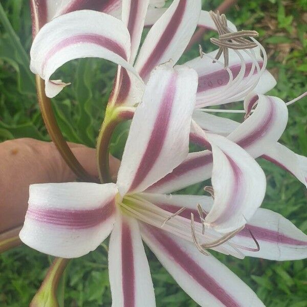 Crinum bulbispermum Квітка