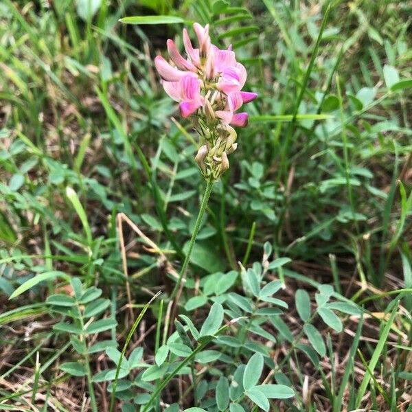 Onobrychis arenaria Flor