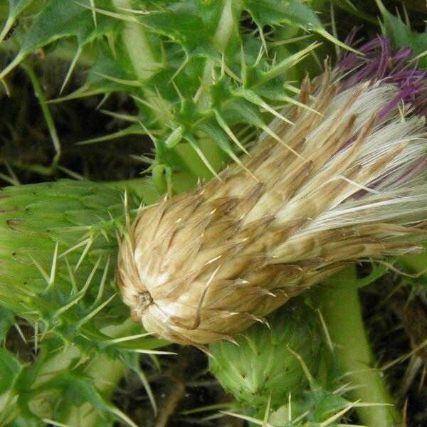 Cirsium acaulon Otro