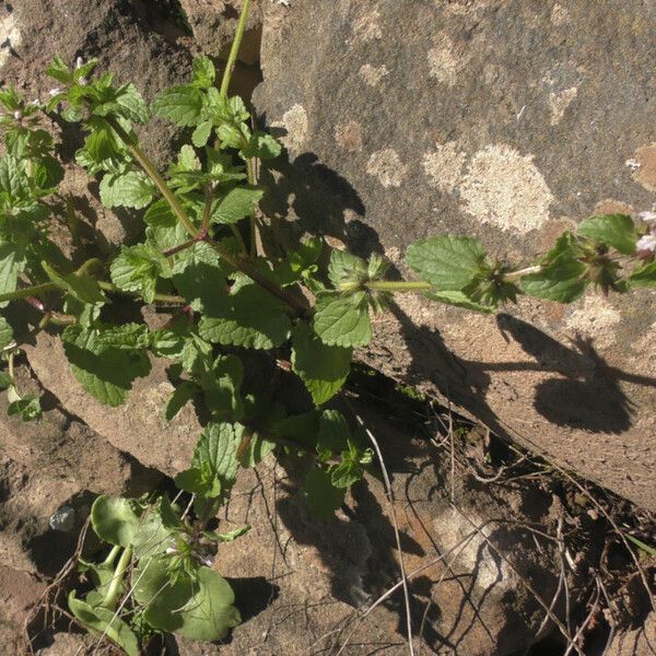 Stachys arvensis عادت داشتن