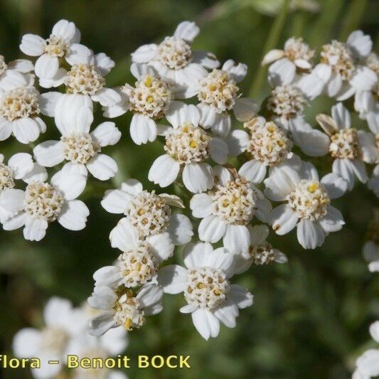 Achillea chamaemelifolia Žiedas