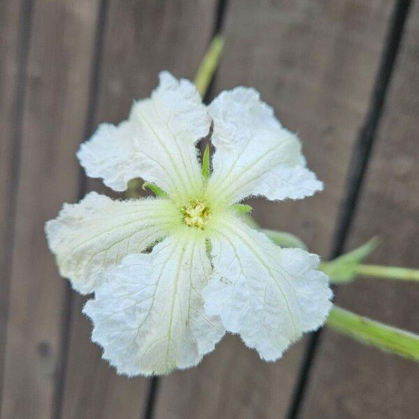 Lagenaria siceraria Flor