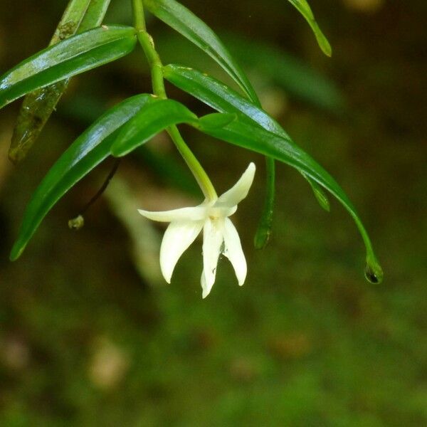 Angraecum ramosum Цветок