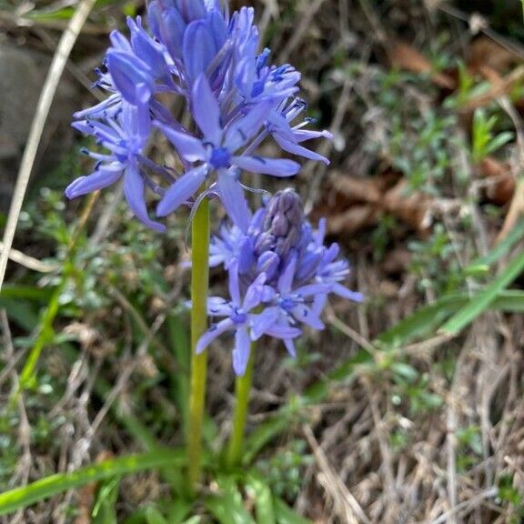 Hyacinthoides italica Lorea