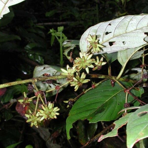 Uncaria tomentosa Other