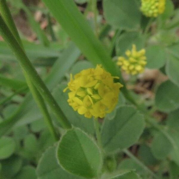 Medicago lupulina Virág