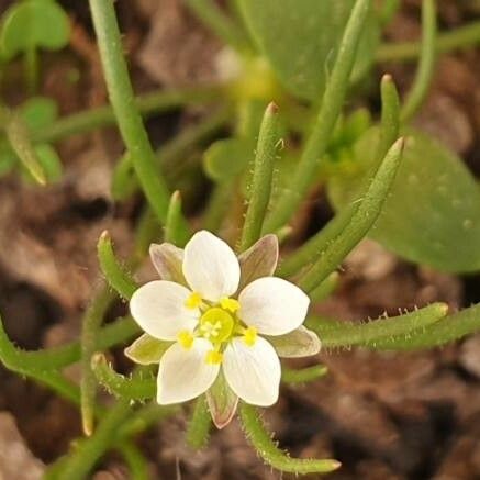 Spergula arvensis ᱵᱟᱦᱟ