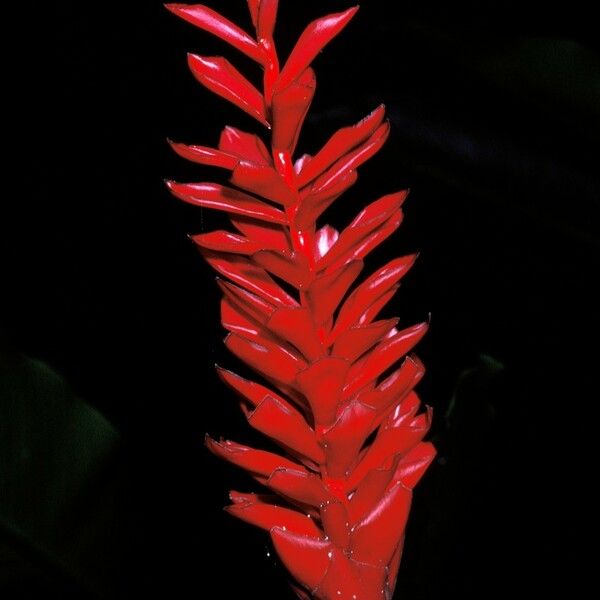 Etlingera coccinea Flower