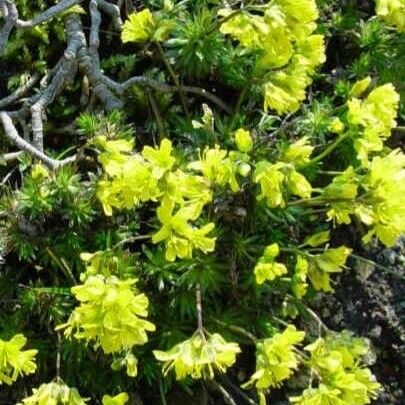 Draba aizoides Staniste