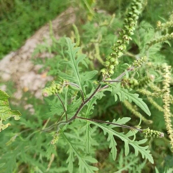 Ambrosia artemisiifolia Leaf