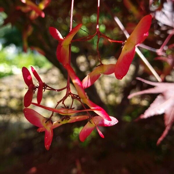 Acer palmatum Meyve