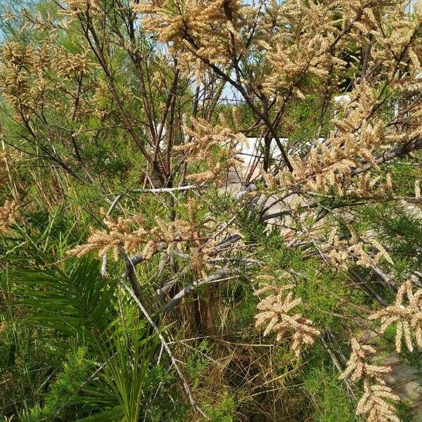 Tamarix africana Blüte