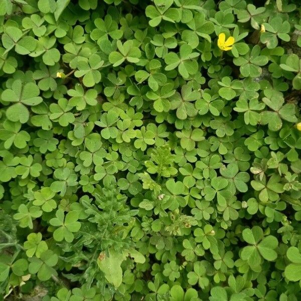 Oxalis pes-caprae Leaf