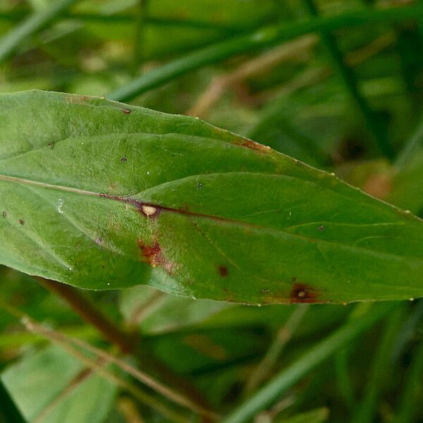 Epilobium palustre Blatt