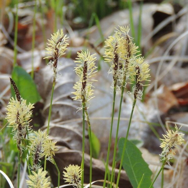 Carex pensylvanica Hábitos