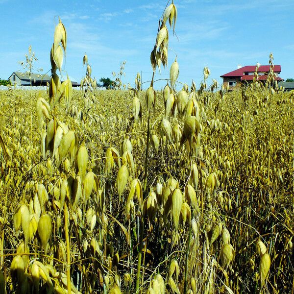 Avena sativa Frugt