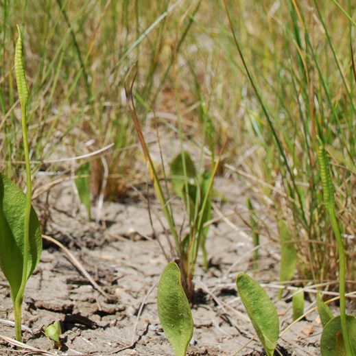 Ophioglossum pusillum (Northern adderstongue)