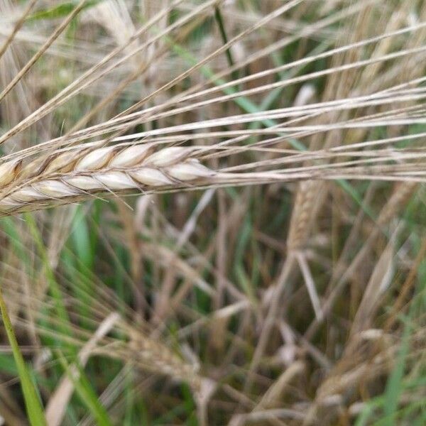 Hordeum vulgare Vaisius