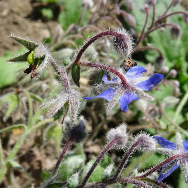 Borago officinalis Flower