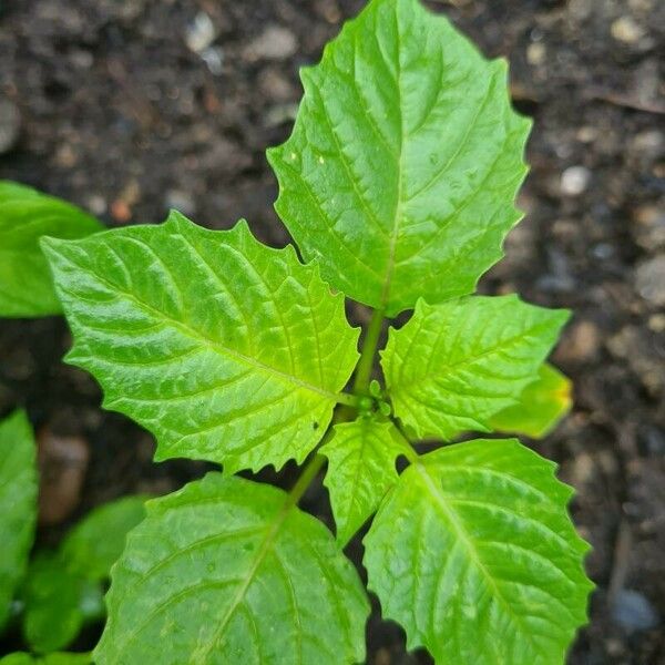 Physalis philadelphica Blatt