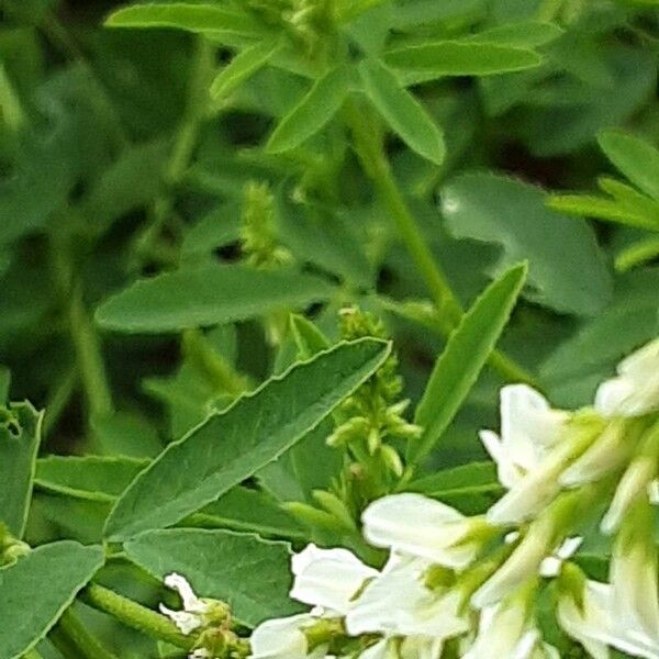 Melilotus albus Fleur