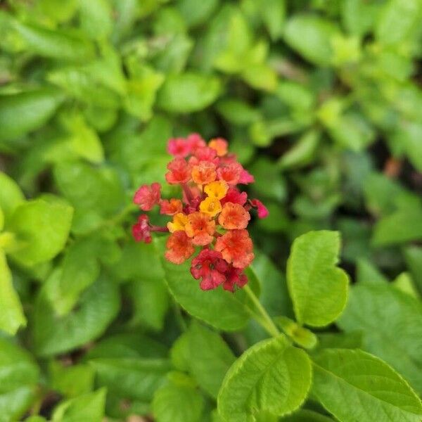 Lantana camara 花