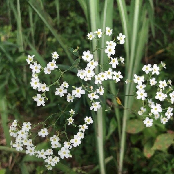 Euphorbia corollata Цвят