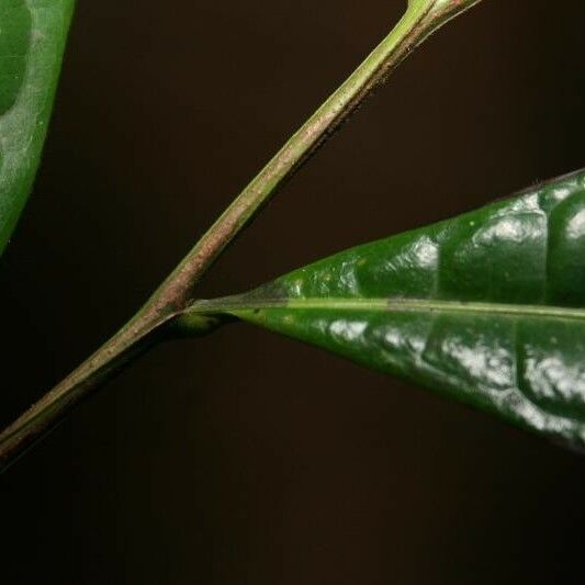 Vantanea parviflora Arall