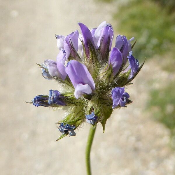 Bituminaria bituminosa Flower