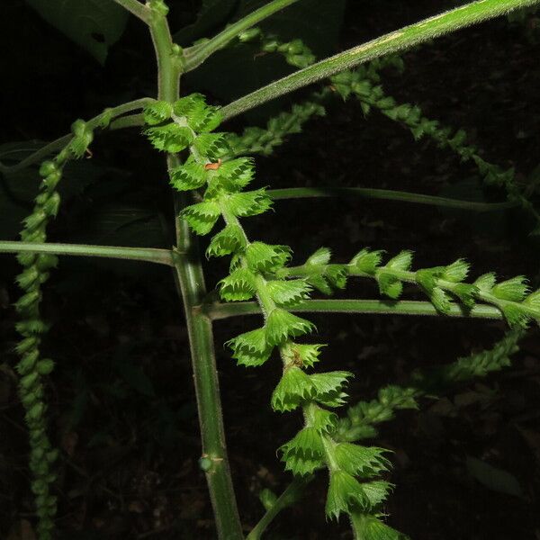 Acalypha macrostachya Folha