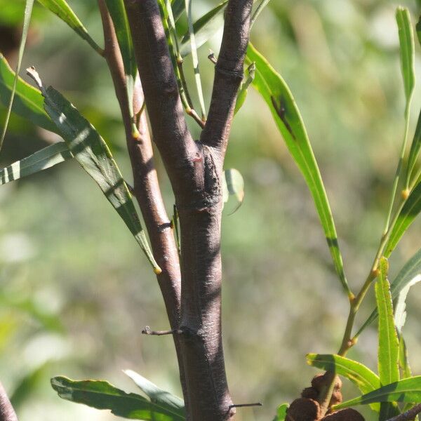 Acacia saligna Bark