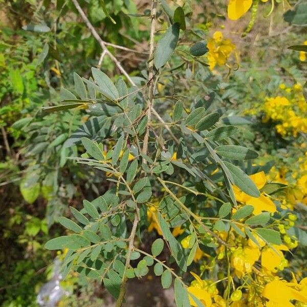 Senna multiglandulosa Leaf