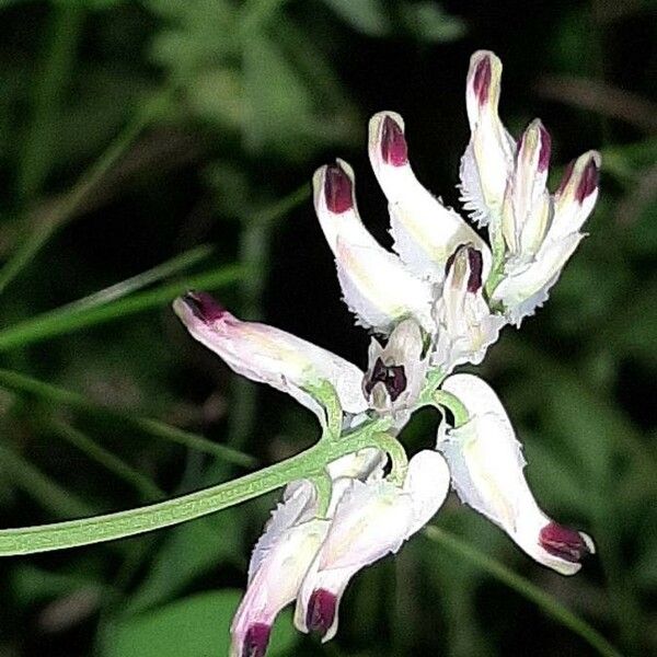 Fumaria capreolata ফুল