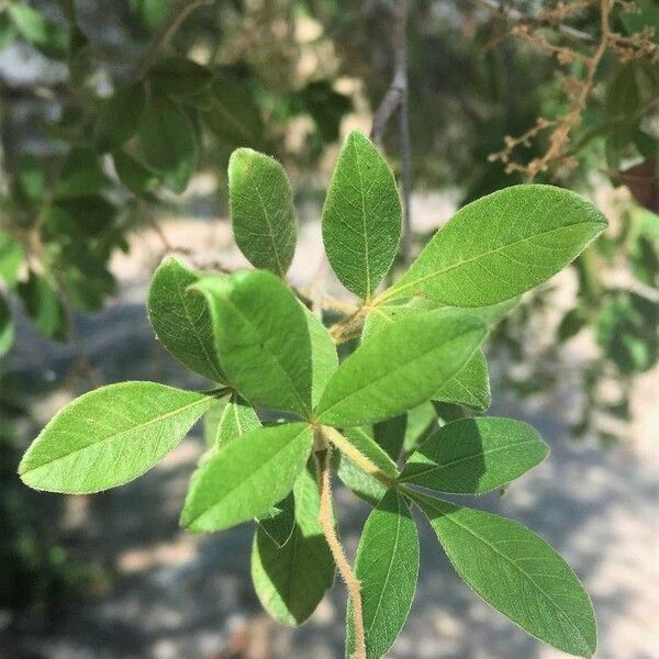 Searsia pyroides Leaf